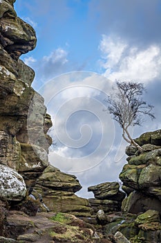 Brimham Rocks lone tree on rock outcrop in Yorkshire