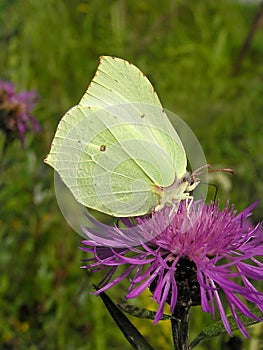 Brimstone