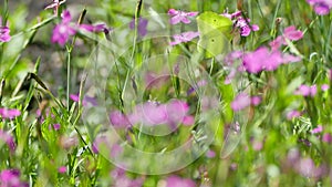 Brimstone butterflies feeding on Maiden Pink flowers in summer, Gonepteryx rhamni