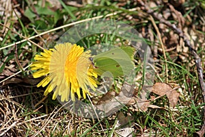 Brimstone Butterfly