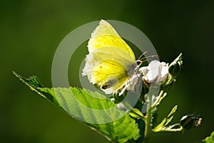 Brimstone butterfly