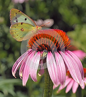 Brimstone butterfly on coneflower