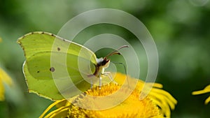 Brimstone butterfly on elecampane flower in garden