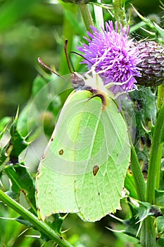 Brimstone Butterfly - Gonepterix rhamni
