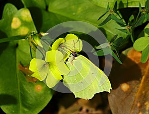 Brimstone butterfly - Gonepteryx pollinating Yellow Wood sorrel - Oxalis pes-caprae or Yellow Shamrock