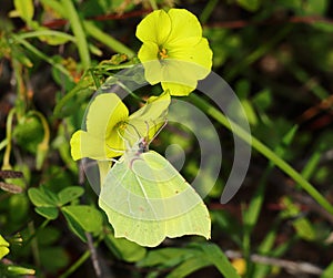 Brimstone butterfly - Gonepteryx pollinating Yellow Wood sorrel - Oxalis pes-caprae or Yellow Shamrock