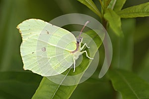 Brimstone Butterfly - Gonepteryx rhamni photo