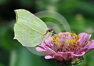 Brimstone Butterfly - Gonepteryx rhamni photo