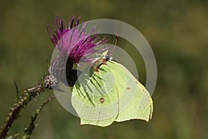 A Brimstone Butterfly (Gonepteryx rhamni ).