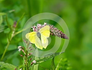 brimstone butterfly (Gonepteryx rhamni