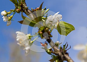 Brimstone Butterfly (Gonepteryx rhamni) in blossoming apple tree