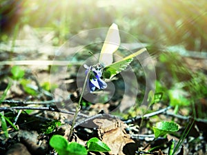 Brimstone butterfly (Gonepteryx rhamni) came