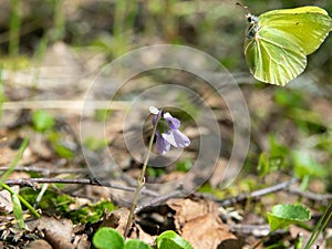 Brimstone butterfly (Gonepteryx rhamni) came