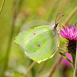 A Brimstone Butterfly, Gonepteryx rhamni, feeding on a thistle.