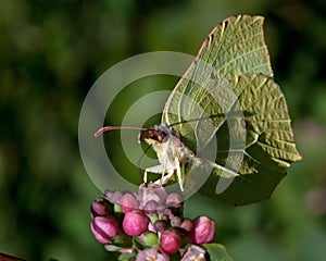 Brimstone butterfly, Gonepteryx rhamni on the flower