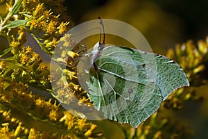 Brimstone butterfly, Gonepteryx rhamni on the flower