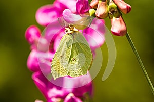 Brimstone butterfly, Gonepteryx rhamni on vetch flower