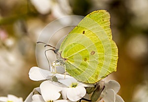 A brimstone butterfly on hespiris