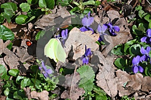 Brimstone Butterfly, Ladybird and Violets, Lopham and Redgrave Fen, Suffolk