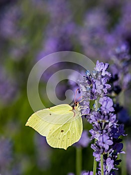 Brimstone butterfly and the lavender