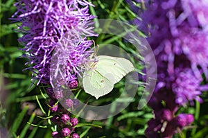 Brimstone butterfly on a lavender flower