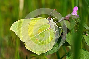 Brimstone butterfly in natural habitat (gonepteryx rhamni)