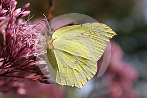 Brimstone butterfly