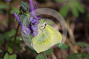 Brimstone butterfly sitting on flower with the sunlight reflection green background outdoors