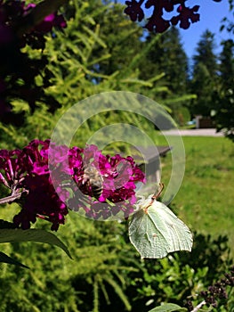 Brimstone Butterfly