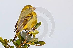 Brimstone Canary, Perched photo