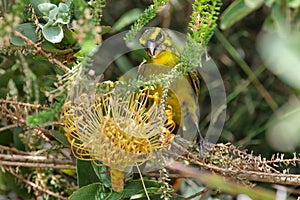 Brimstone Canary (Serinus sulphuratus)