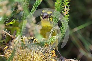 Brimstone Canary (Serinus sulphuratus)