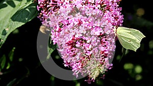 Brimstone drinking nectar upon rose Buddleja flower