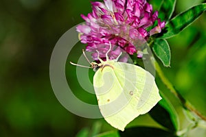 Brimstone (Gonepteryx rhamni)