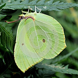 Common Brimstone Gonepteryx rhamni photo