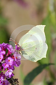 Brimstone (Gonepteryx rhamni)