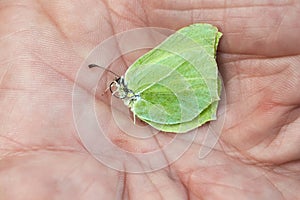 Brimstone Gonepteryx rhamni butterfly on human hands