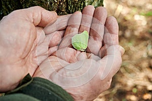 Brimstone Gonepteryx rhamni butterfly on human hands