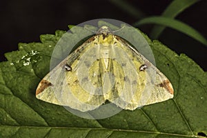 Brimstone moth Opisthograptis luteolata