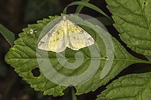 Brimstone moth Opisthograptis luteolata