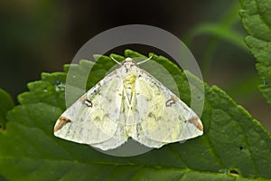 Brimstone moth Opisthograptis luteolata