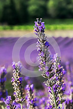 Da lavanda sul 