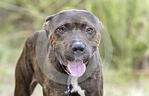 Brindle American Pit Bull Terrier dog panting tongue