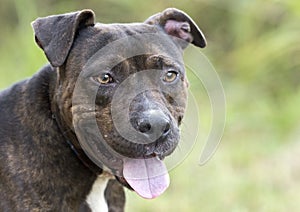 Brindle American Pit Bull Terrier dog panting tongue