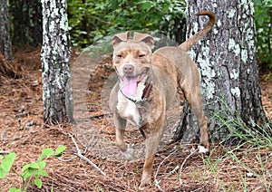 Brindle American Pit Bull Terrier mix breed wagging tail and panting outside on leash