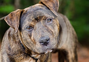 Brindle American Pit Bull Terrier mix dog portrait