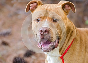 Brindle American Pitbull Terrier Bulldog