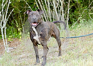 Brindle American Pitbull Terrier dog