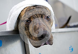 Brindle American Pitbull Terrier Dog in bath tub