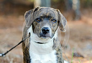 Brindle Beagle mixed breed dog